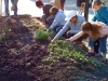 FVJN Planting Party in Downtown Geneva 2010